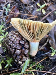 Lactarius semisanguifluus