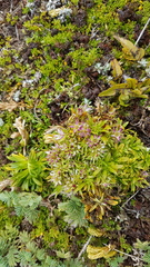 Gentianella antipoda
