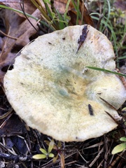 Lactarius semisanguifluus