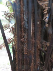 Dicksonia squarrosa