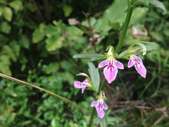 Teucrium bicolor