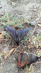 Metardaris cosinga