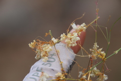 Cuscuta tuberculata