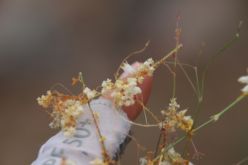 Image of Cuscuta tuberculata by (c) Millie Basden, some rights reserved (CC BY)