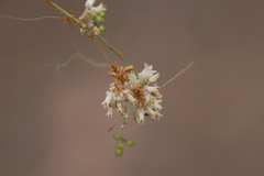 Cuscuta tuberculata