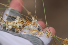 Cuscuta tuberculata