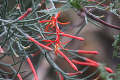 Psittacanthus sonorae