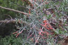 Psittacanthus sonorae