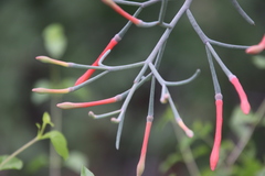 Psittacanthus sonorae