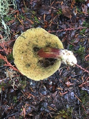 Xerocomellus zelleri