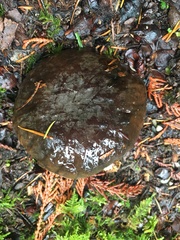 Xerocomellus zelleri