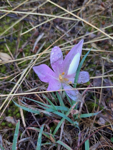 Colchicum haynaldii (Colchicum haynaldii)