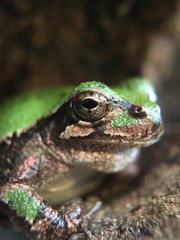 Hyla japonica