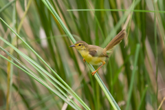 Yellow-Bellied Prinia photo 6