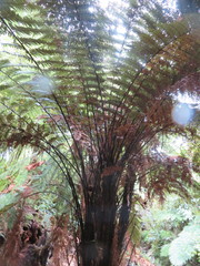 Dicksonia squarrosa