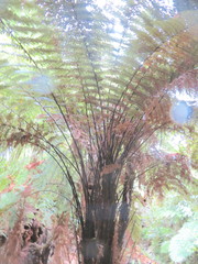 Dicksonia squarrosa
