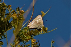 Thereus cithonius