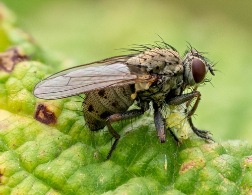 Unknown species found near Sehome, Bellingham, WA, USA