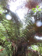 Dicksonia squarrosa