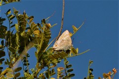 Thereus cithonius