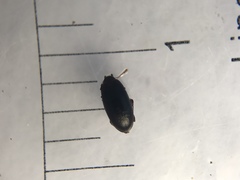 Archeocrypticus topali