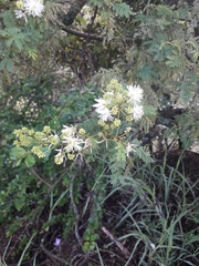 Mimosa quitensis