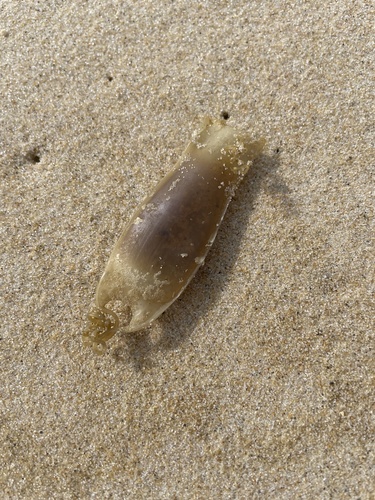 Scyliorhinus canicula