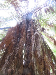 Dicksonia squarrosa