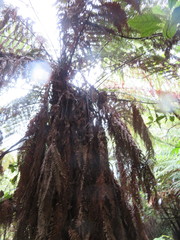 Dicksonia squarrosa