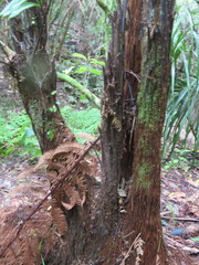 Dicksonia squarrosa