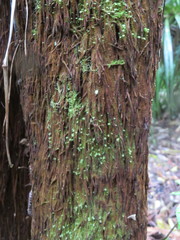 Dicksonia squarrosa