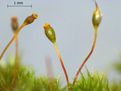 Sematophyllum adnatum