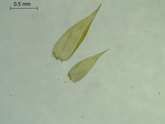 Sematophyllum adnatum