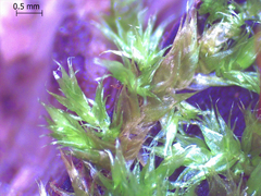 Sematophyllum adnatum