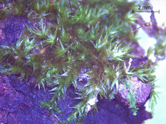 Sematophyllum adnatum