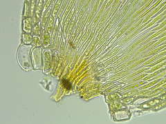 Sematophyllum adnatum