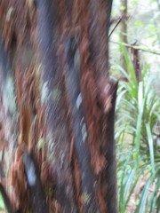 Dicksonia squarrosa