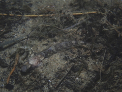 Pomatoschistus pictus