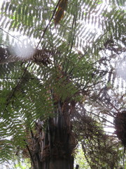 Dicksonia squarrosa