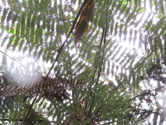 Dicksonia squarrosa