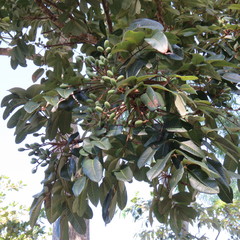 Canarium australianum