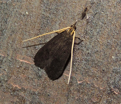 Lecithocera nigrana