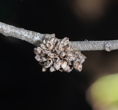 Callirhytis serricornis