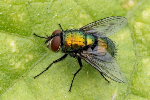 Unknown species found near Sehome, Bellingham, WA, USA