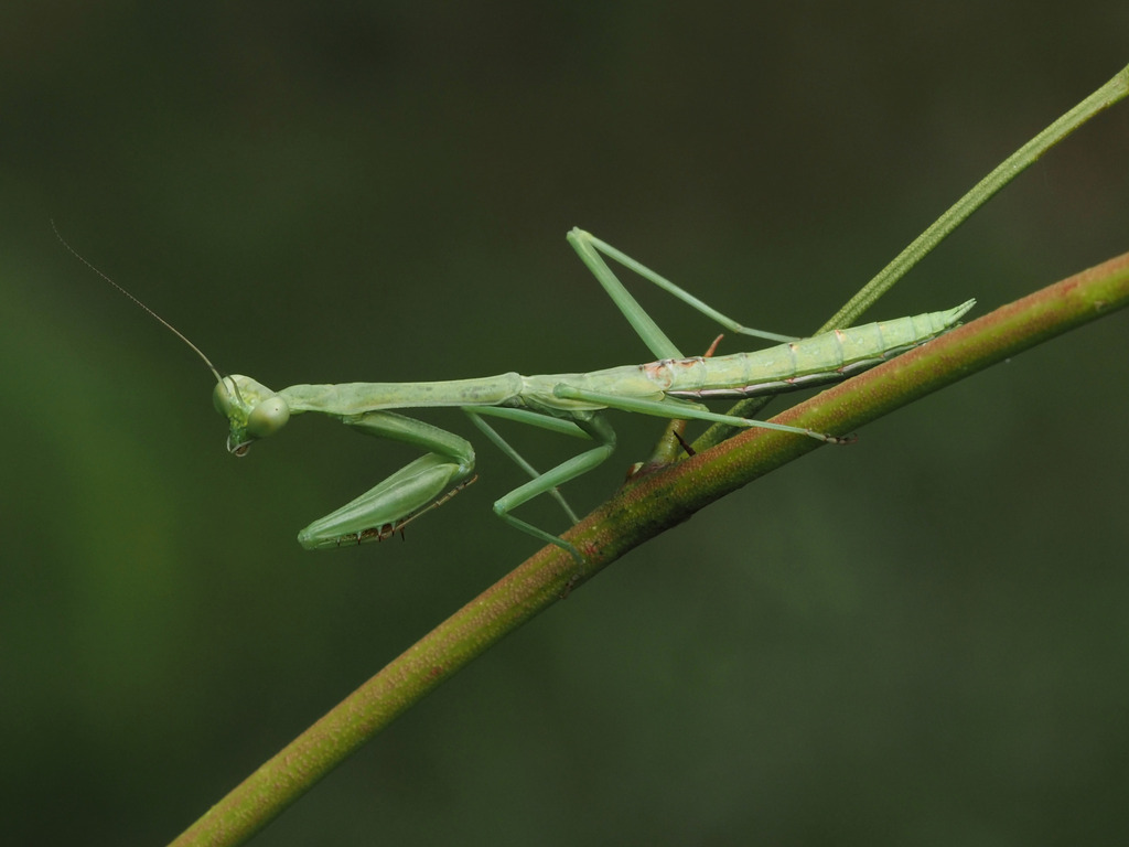 Stagmomantis resacae