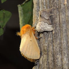 Lemonia taraxaci