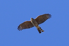 Sharp-Shinned Hawk photo 5