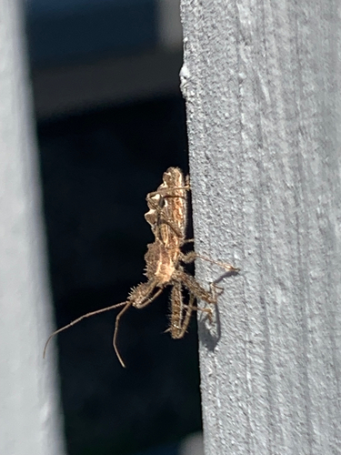 Spined Assassin Bug photo 6