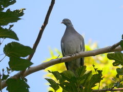 Columba palumbus