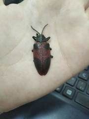 Coraliomela quadrimaculata